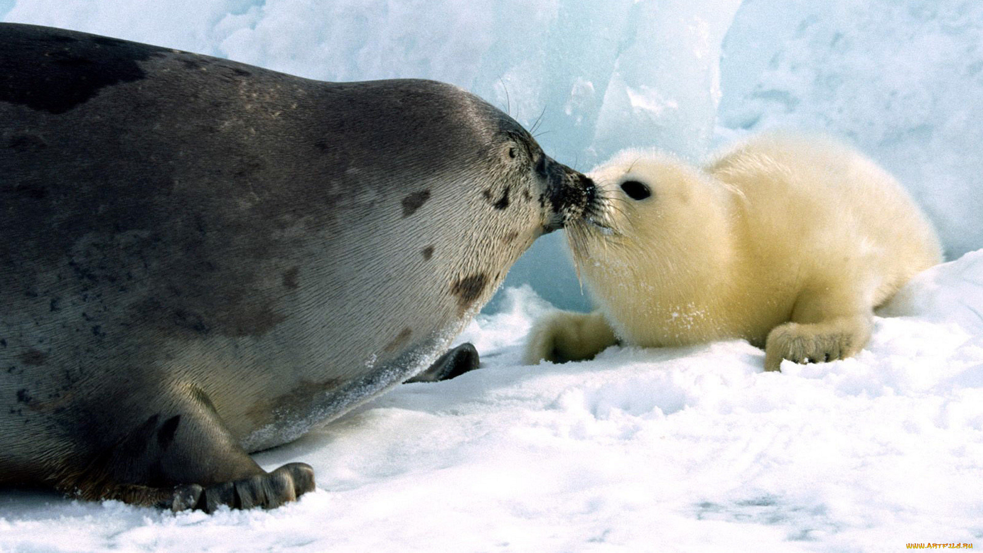 Северный ледовитый животный мир. Гренландский тюлень Нерпа. Белек гренландского тюленя. Белёк детеныш тюленя. Тюлень Нерпа.